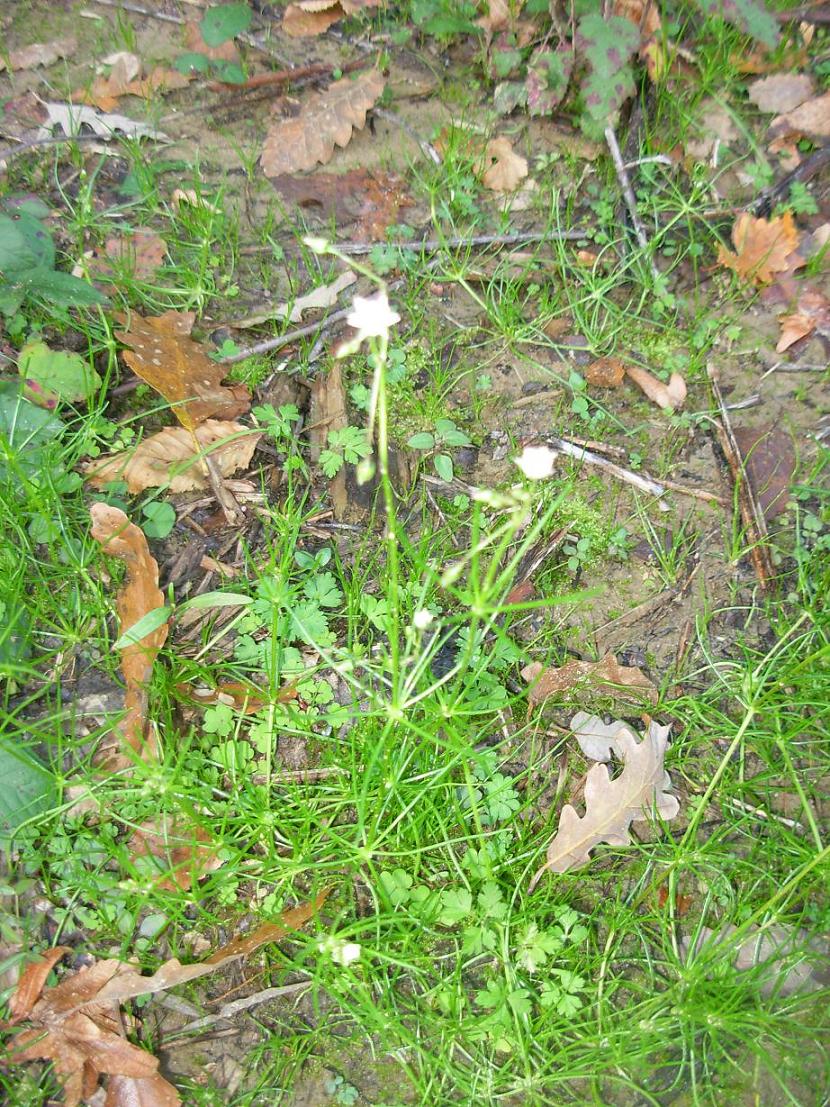 Spergula arvensis L.  / Renaiola comune